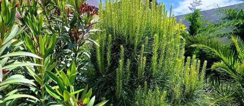 Merdekan qesebesi, Makaronni fabriki erazisinde 5 otaqli bag evi satilir/120 kv.m. - 2