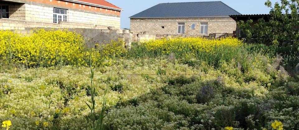 NOVXANIDA 4 SOT TORPAQ SAHESI SATILR - 2