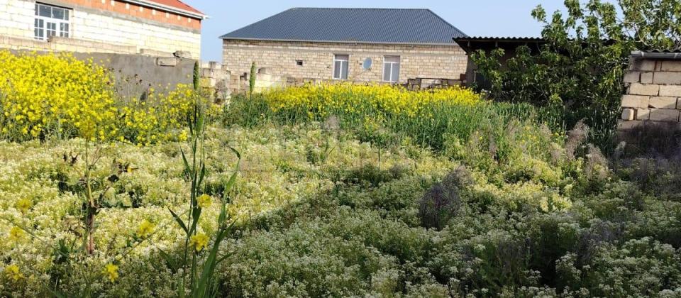 NOVXANIDA 4 SOT TORPAQ SAHESI SATILR - 3