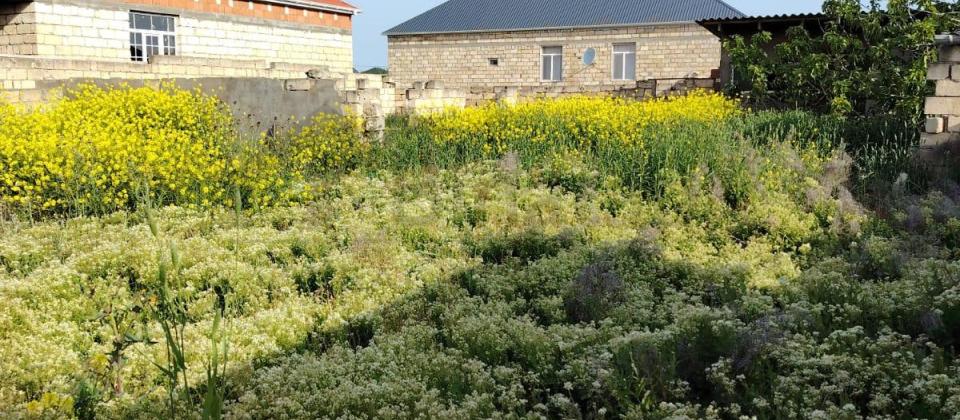 NOVXANIDA 4 SOT TORPAQ SAHESI SATILR - 5