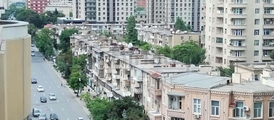 Koala parkın yanında - 13