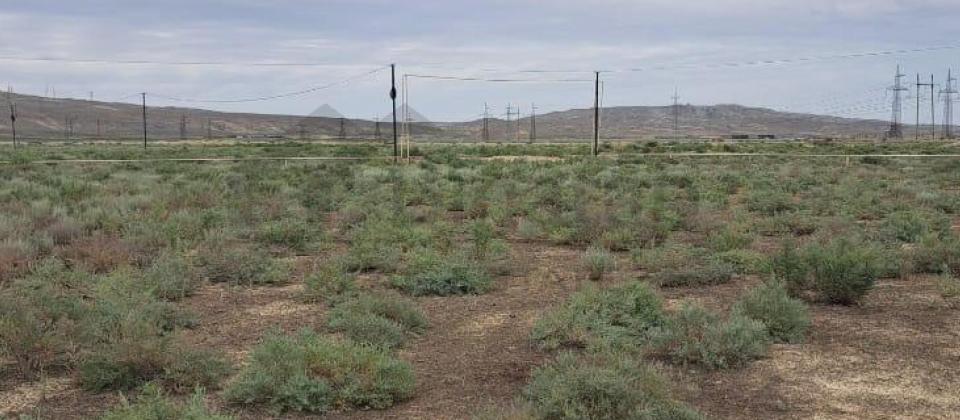 ŞİRVANDA 12 SOT TORPAQ - 6