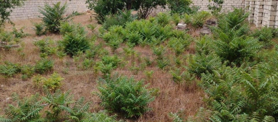 TORPAQ SATILIR 6 SOT COBANZADE KUCESINDE