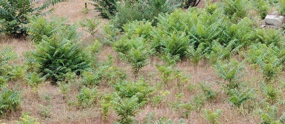 TORPAQ SATILIR 6 SOT COBANZADE KUCESINDE - 3