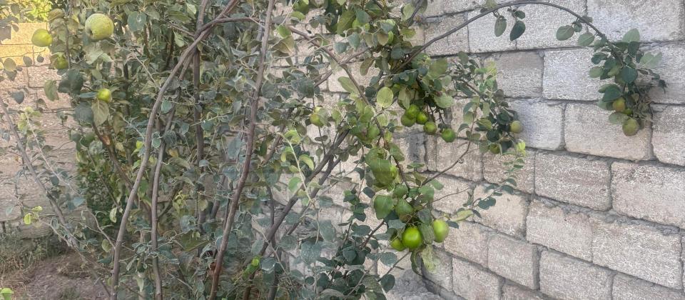 Şüvəlan-Qala yolunda prestijli torpaq sahəsi satışda! - 6