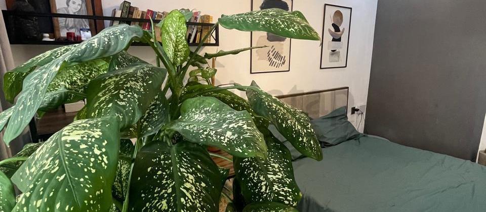 Masazır Qəsr kompleksi Kupçalı Əşyalı mənzil satılır - 6