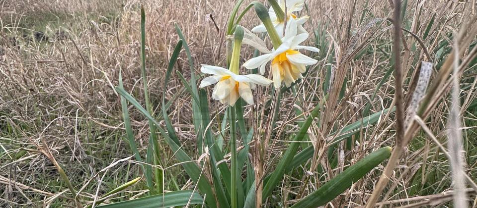 SATILIR – ŞÜVALANDA DƏNİZ MƏNZƏRƏLİ PRESTİJLİ TORPAQ SAHƏSİ - 6