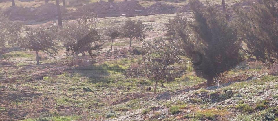 Satılır torpaq 12 sot, Şıxov q. - 7