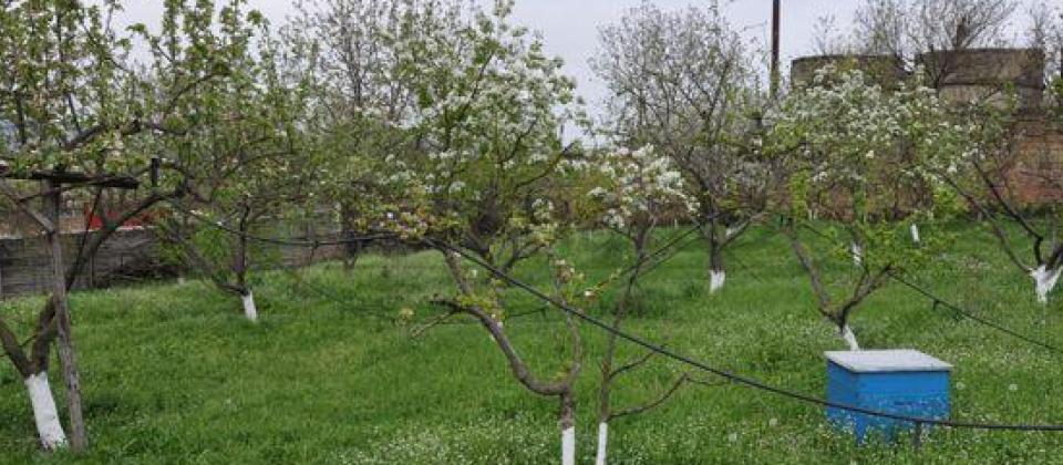Şamaxı rayonunun Mədrəsə qəsəbəsində 37 sotluq bağ evi satılır! - 9