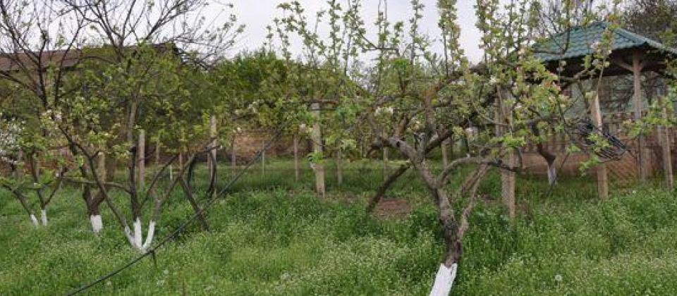 Şamaxı rayonunun Mədrəsə qəsəbəsində 37 sotluq bağ evi satılır! - 10