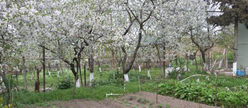 Şamaxı rayonunun Mədrəsə qəsəbəsində 37 sotluq bağ evi satılır! - 15