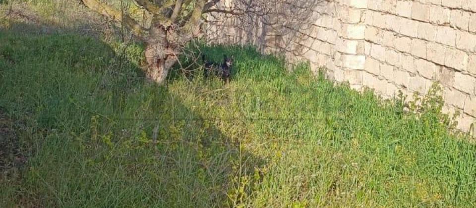 Satılır torpaq 7 sot, Qala q.