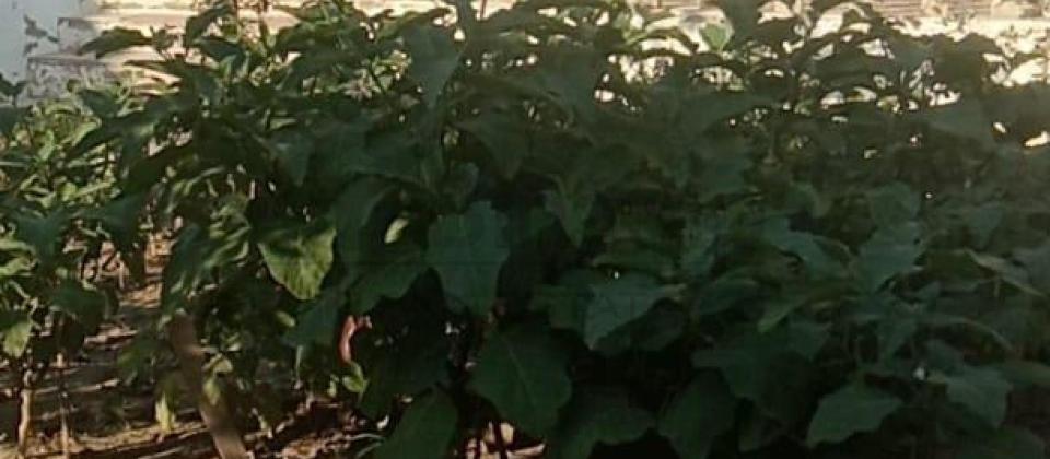 Satılır 3 otaqlı həyət evi/bağ evi 100 m², Maştağa q. - 3