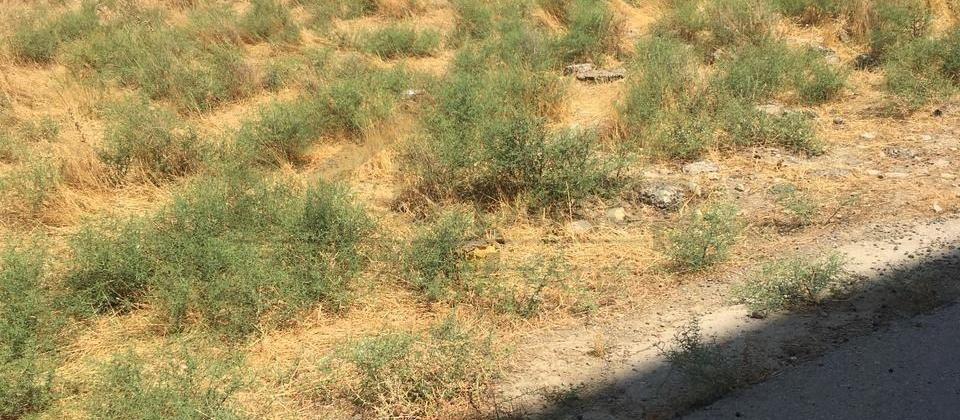 novxanida 56 sot torpaq sahesi satilir - 4