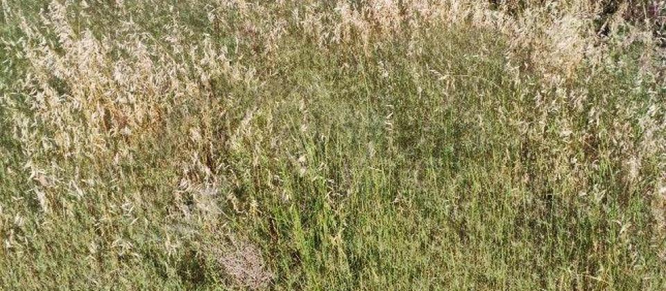 Mehtiabadda 5 sot torpaq sahəsi satılır - 2