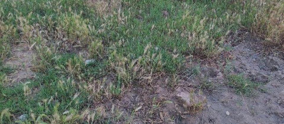 Mehtiabadda 5 sot torpaq sahəsi satılır - 4