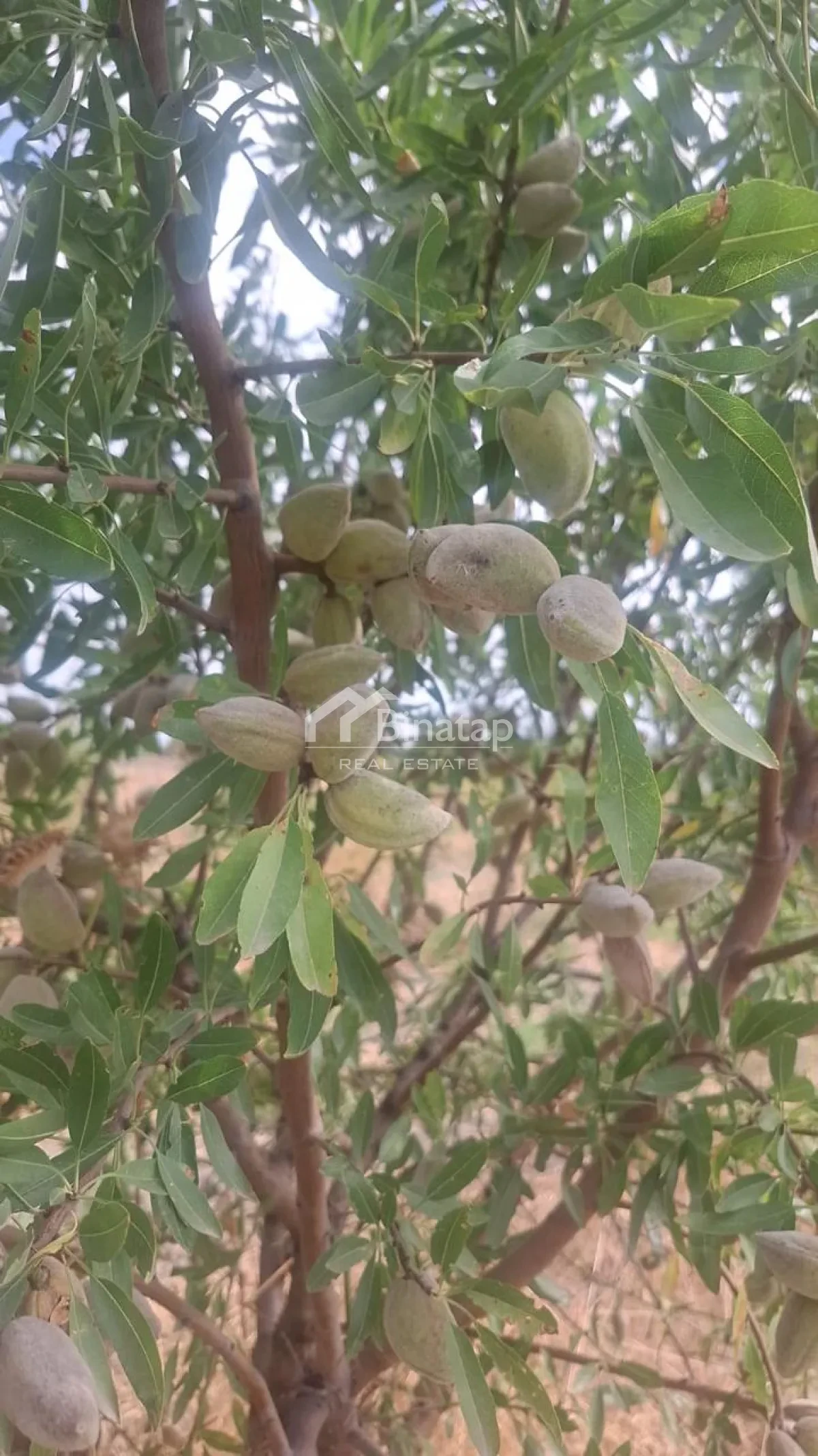 Satılır torpaq 412 sot, Şabran r. — şəkil 2