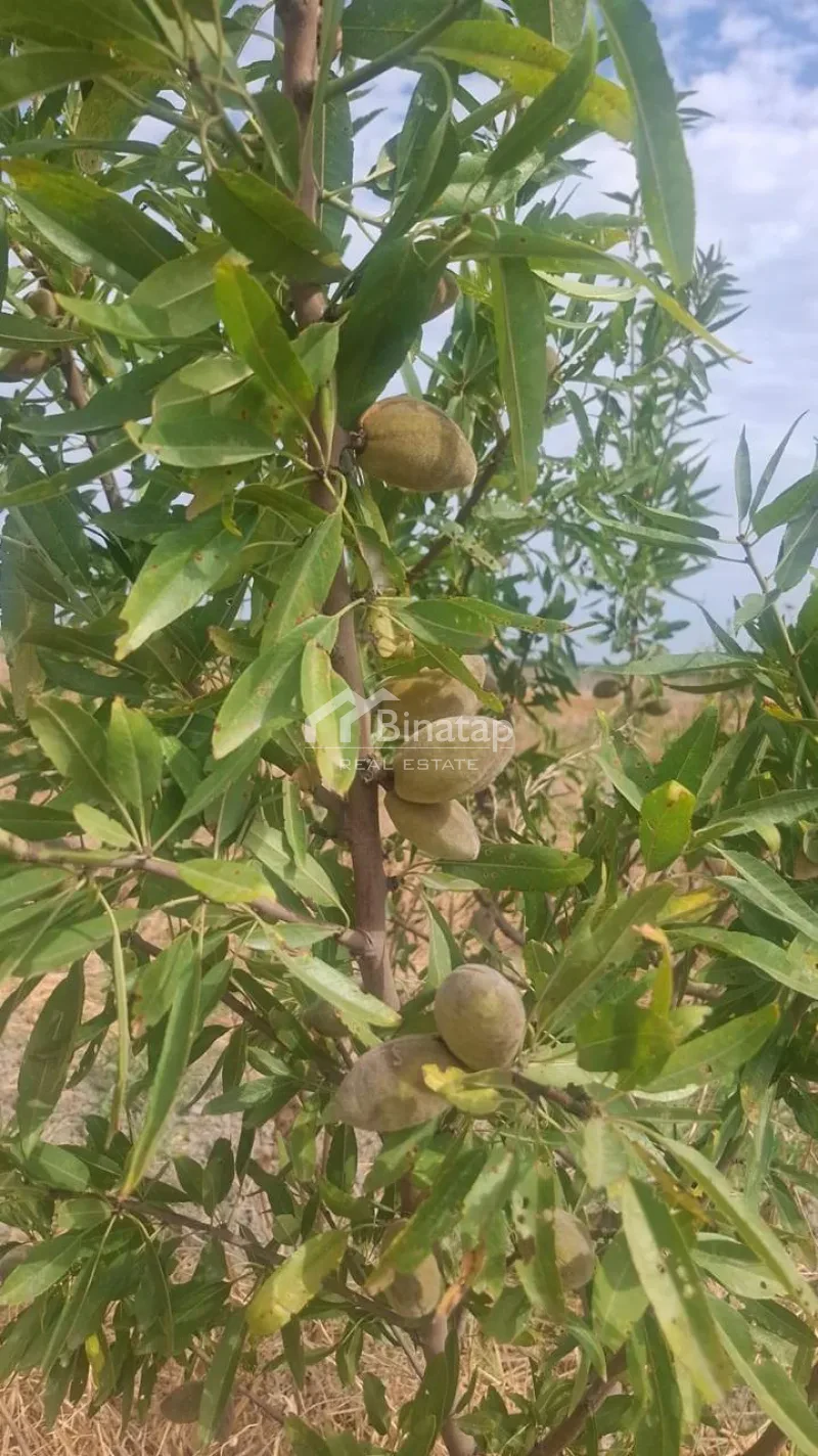 Satılır torpaq 412 sot, Şabran r. — şəkil 3