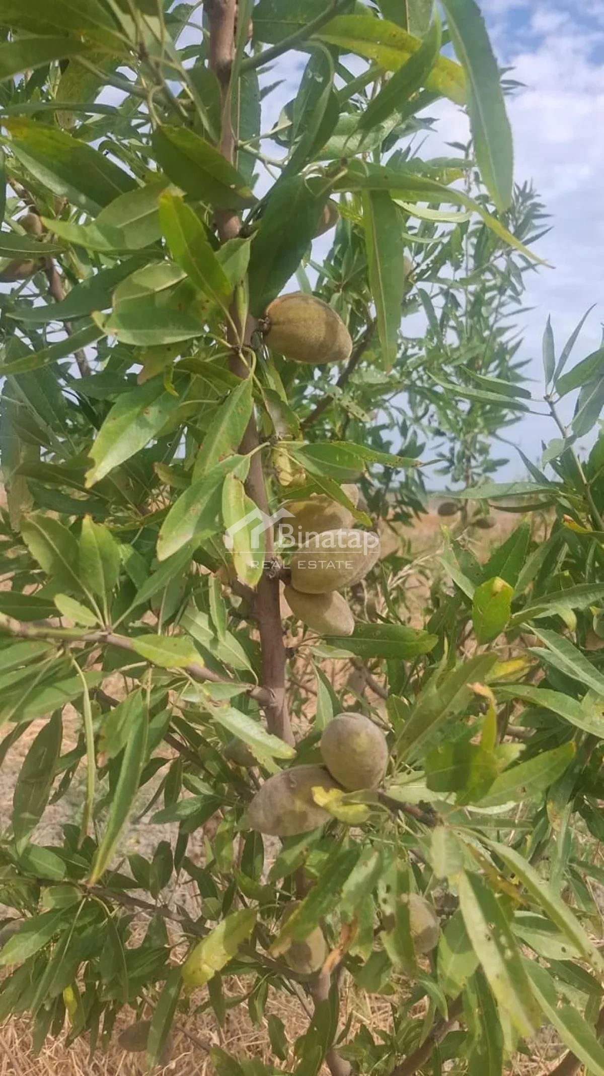 Satılır torpaq 412 sot, Şabran r. — şəkil 3