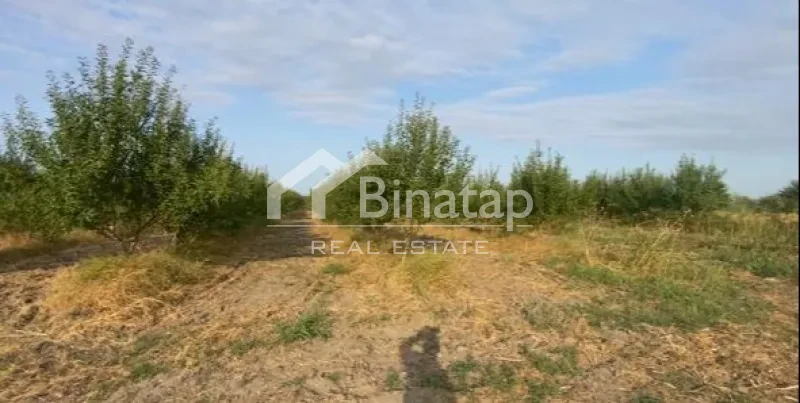 Satılır torpaq 412 sot, Şabran r. — şəkil 4