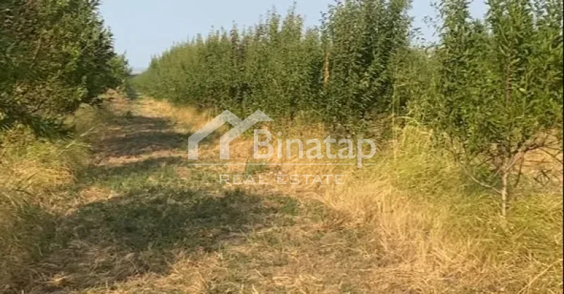 Satılır torpaq 412 sot, Şabran r. — şəkil 5