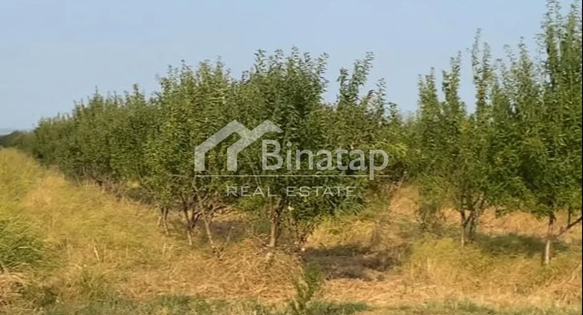 Satılır torpaq 412 sot, Şabran r. — şəkil 7
