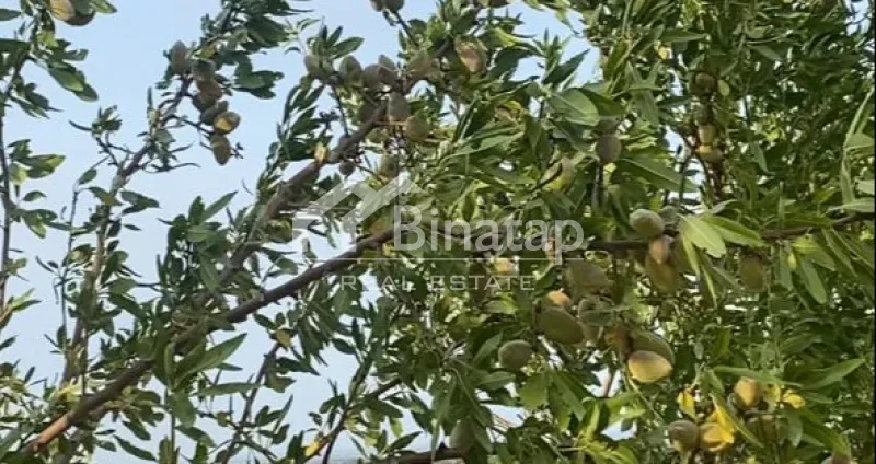 Satılır torpaq 412 sot, Şabran r. — şəkil 13