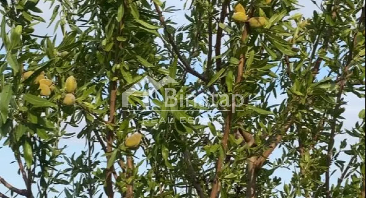 Satılır torpaq 412 sot, Şabran r. — şəkil 14