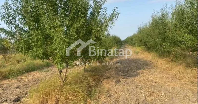 Satılır torpaq 412 sot, Şabran r. — şəkil 15