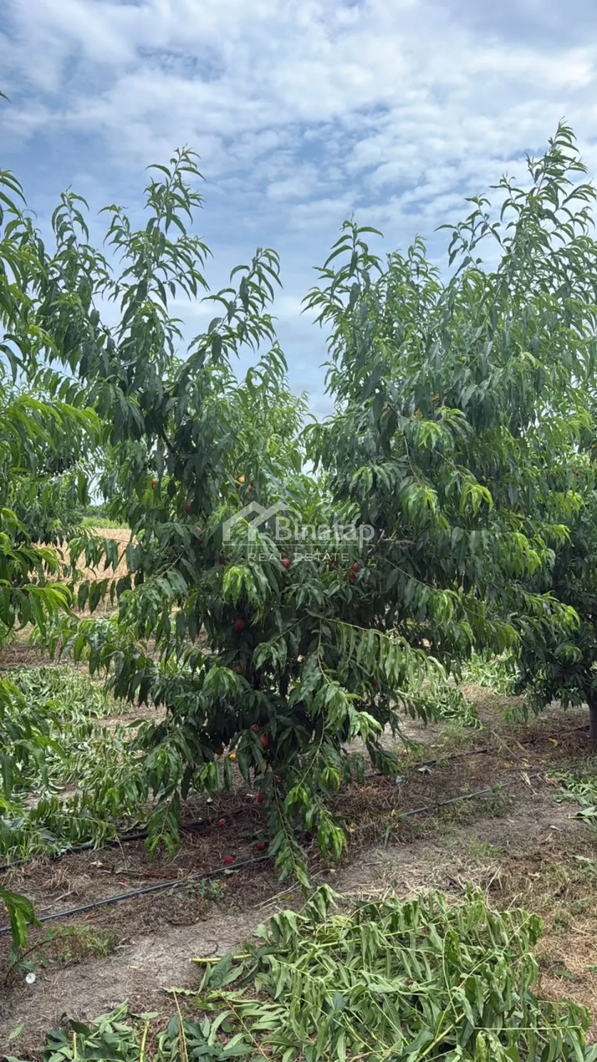 Satılır torpaq 600 sot, Xaçmaz r. — şəkil 3