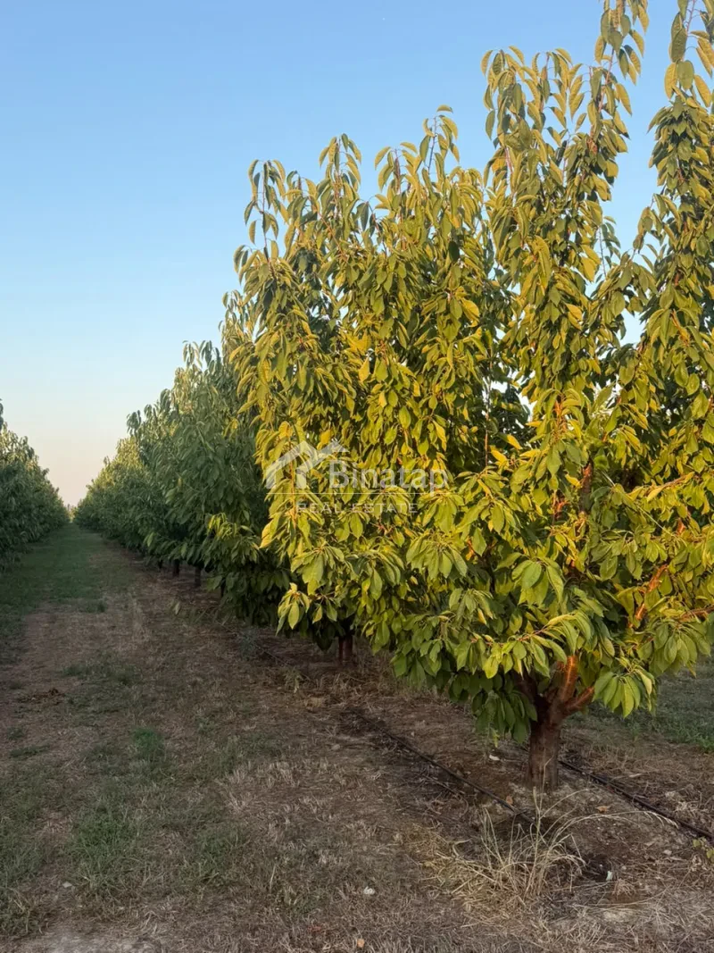 Satılır torpaq 600 sot, Xaçmaz r. — şəkil 4