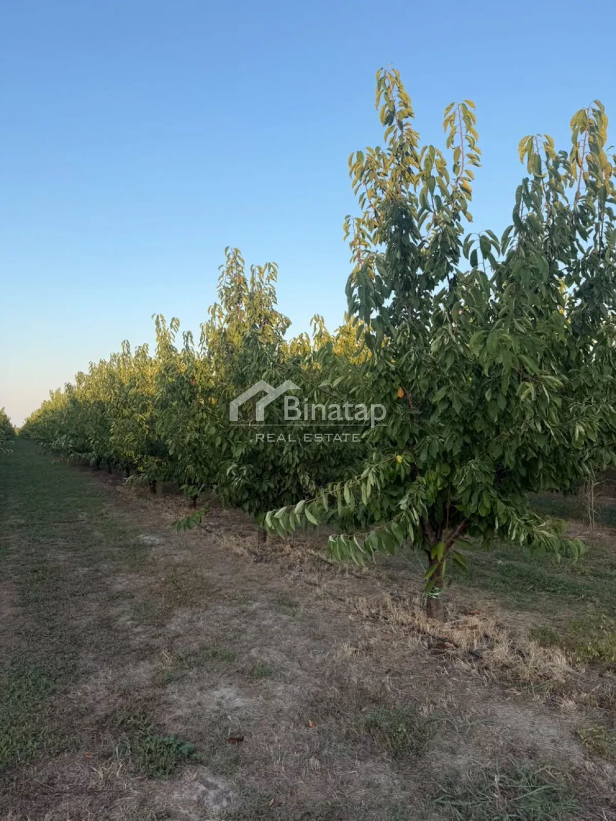 Satılır torpaq 600 sot, Xaçmaz r. — şəkil 5
