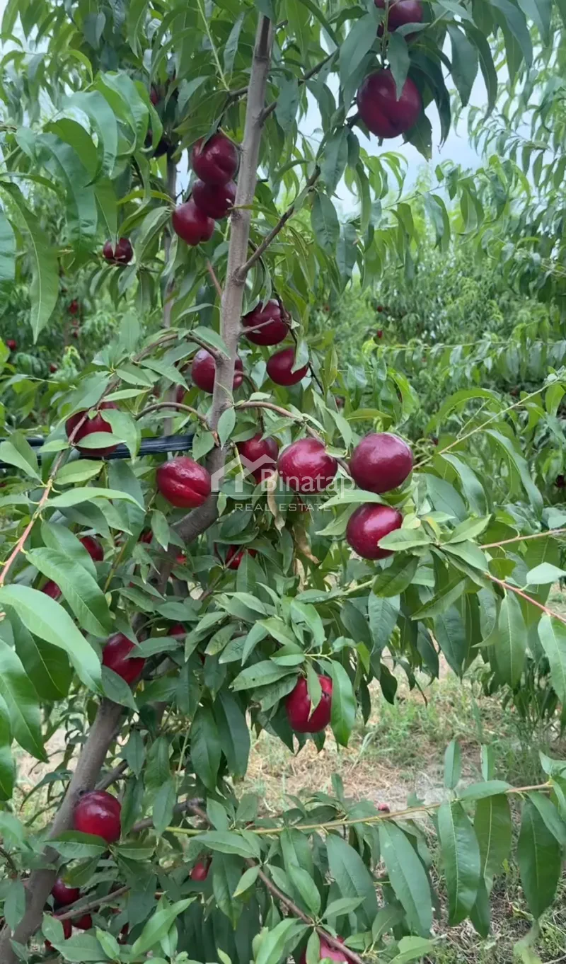 Satılır torpaq 600 sot, Xaçmaz r. — şəkil 6