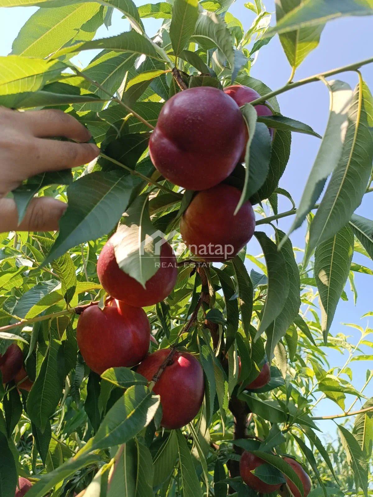Satılır torpaq 600 sot, Xaçmaz r. — şəkil 9