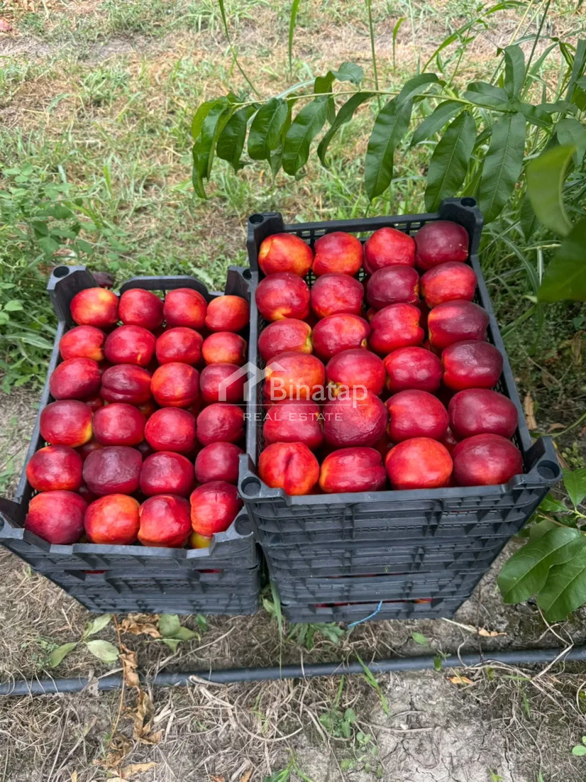 Satılır torpaq 600 sot, Xaçmaz r. — şəkil 10