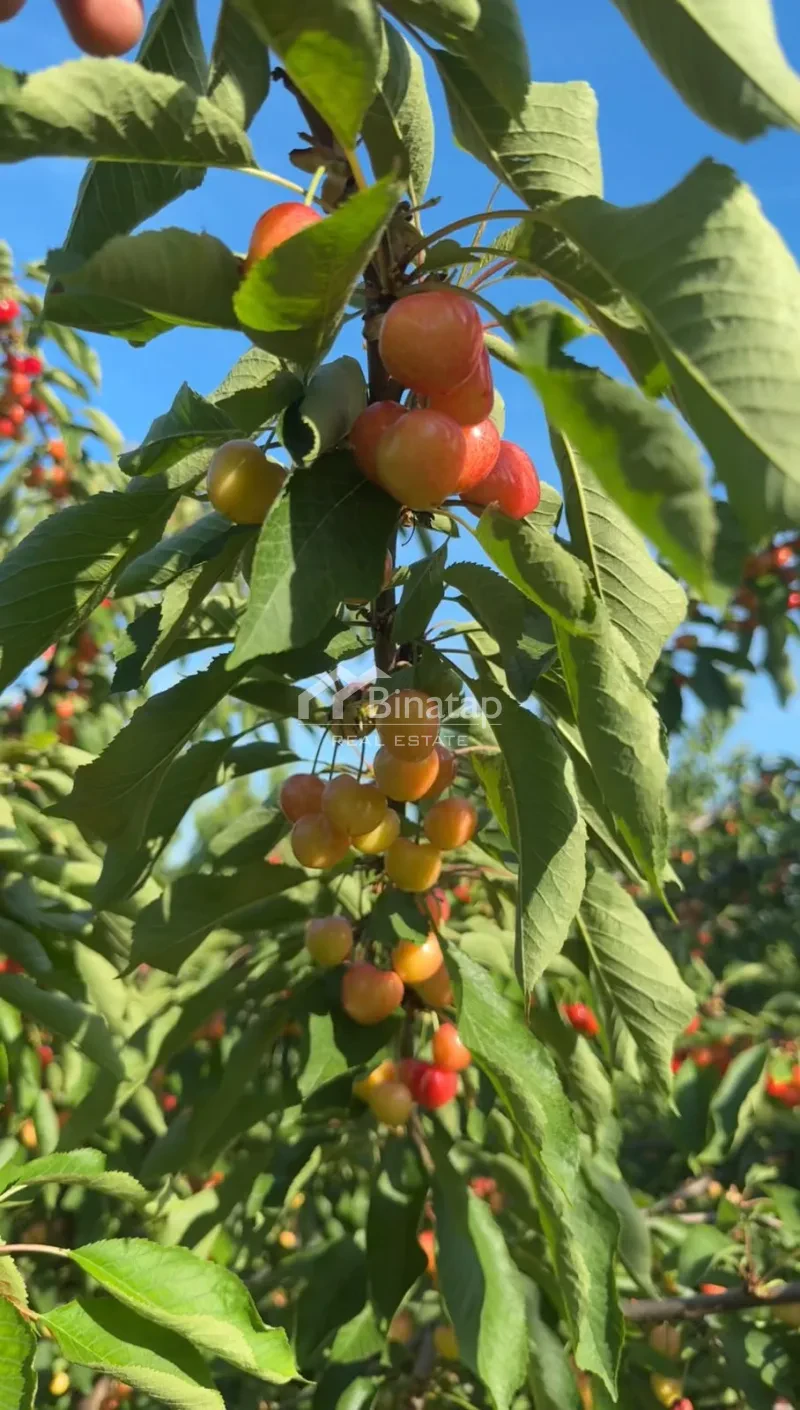 Satılır torpaq 600 sot, Xaçmaz r. — şəkil 11