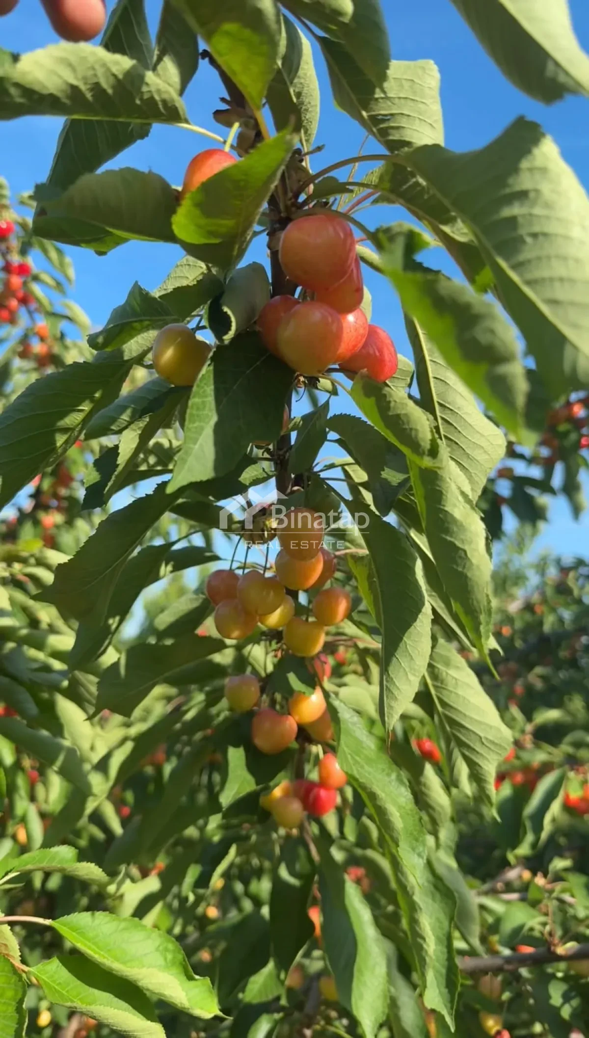 Satılır torpaq 600 sot, Xaçmaz r. — şəkil 11