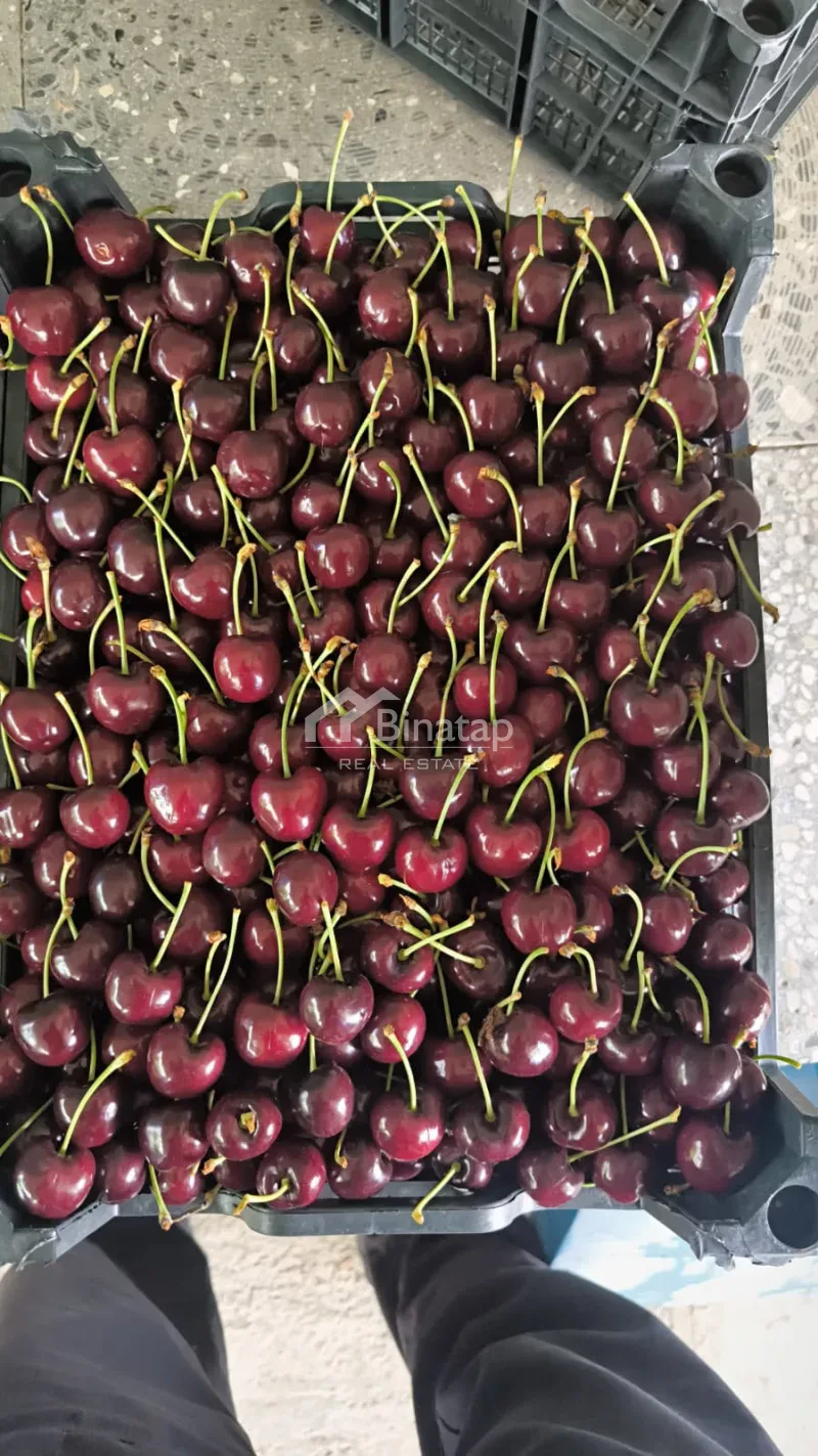 Satılır torpaq 600 sot, Xaçmaz r. — şəkil 13