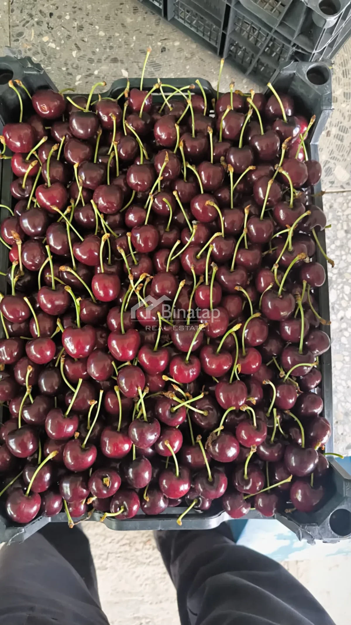 Satılır torpaq 600 sot, Xaçmaz r. — şəkil 13
