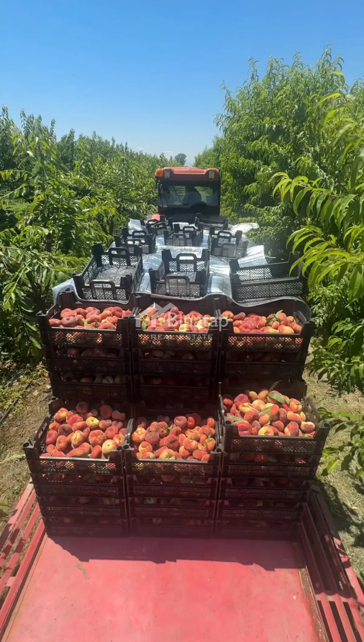 Satılır torpaq 600 sot, Xaçmaz r. — şəkil 14