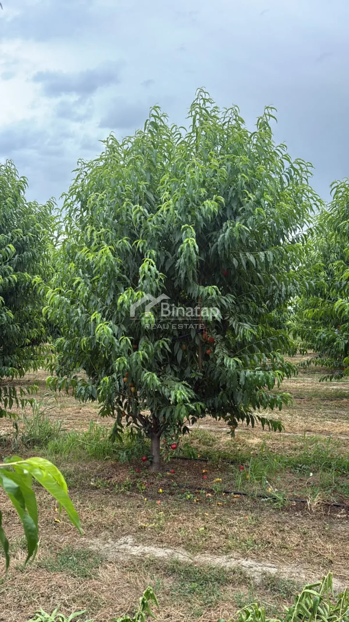 Satılır torpaq 600 sot, Xaçmaz r. — şəkil 15
