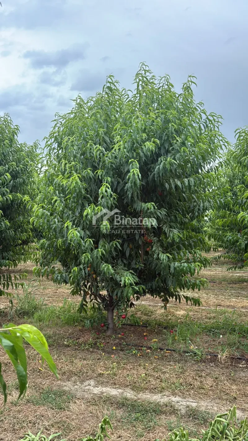 Satılır torpaq 600 sot, Xaçmaz r. — şəkil 16