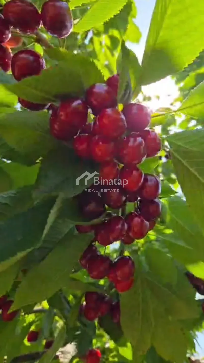 Satılır torpaq 600 sot, Xaçmaz r. — şəkil 19