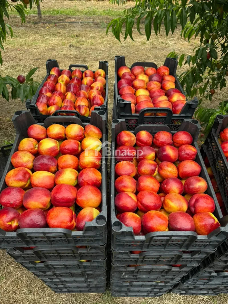 Satılır torpaq 600 sot, Xaçmaz r. — şəkil 20